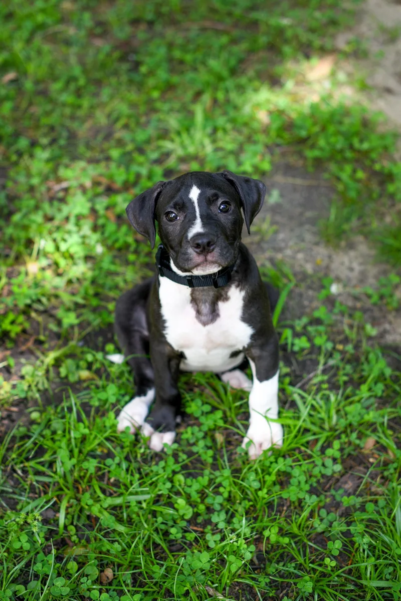 A baby medium-sized male Black Mixed Breed dog named Fig for adoption in BONIFAY, FL