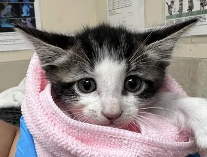 A baby small-sized male Domestic Short Hair cat named Princeton for adoption in Honolulu, HI