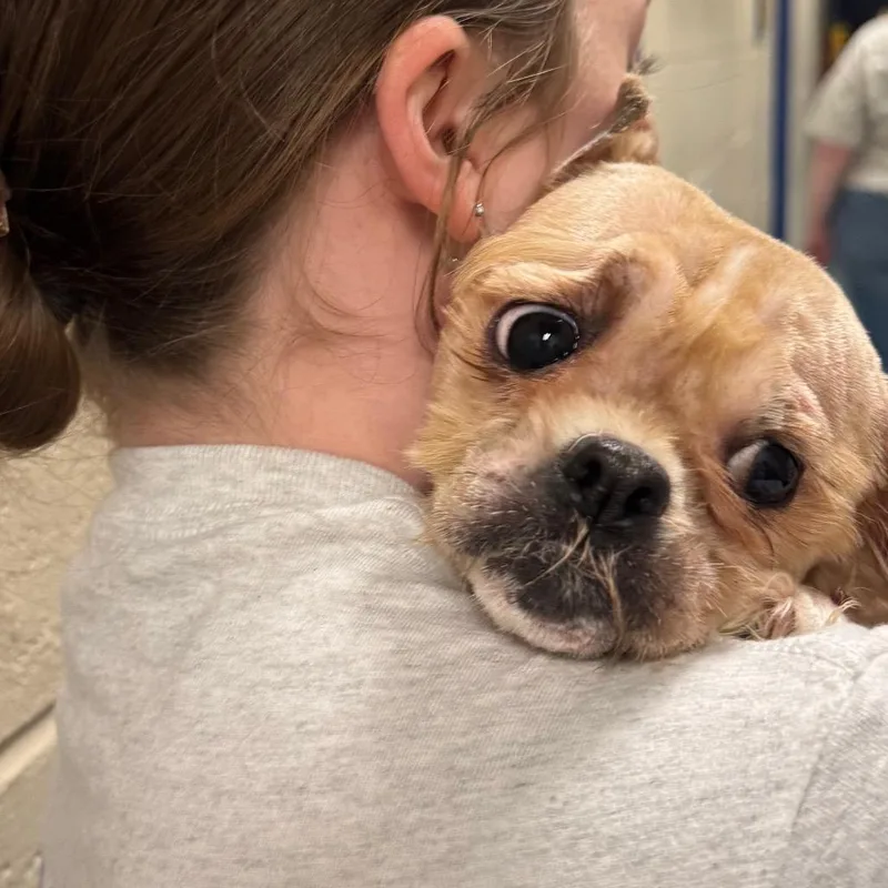 An adult small-sized male White / Cream Shih Tzu dog named Prince for adoption in Pekin, IL