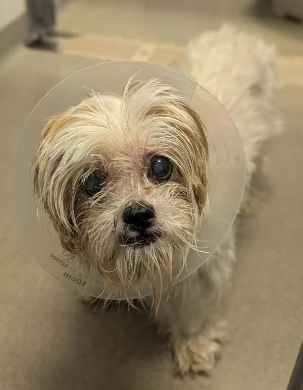 A senior small-sized female Shih Tzu dog named Zoey for adoption in Salt Lake City, UT