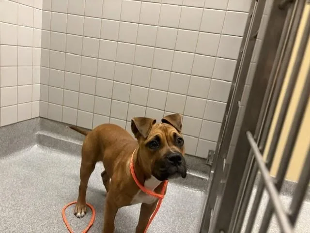 A young small-sized female Boxer dog named Abby for adoption in Tustin, CA
