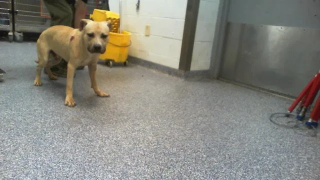 An adult medium-sized male Pit Bull Terrier dog named A for adoption in Charlotte, NC