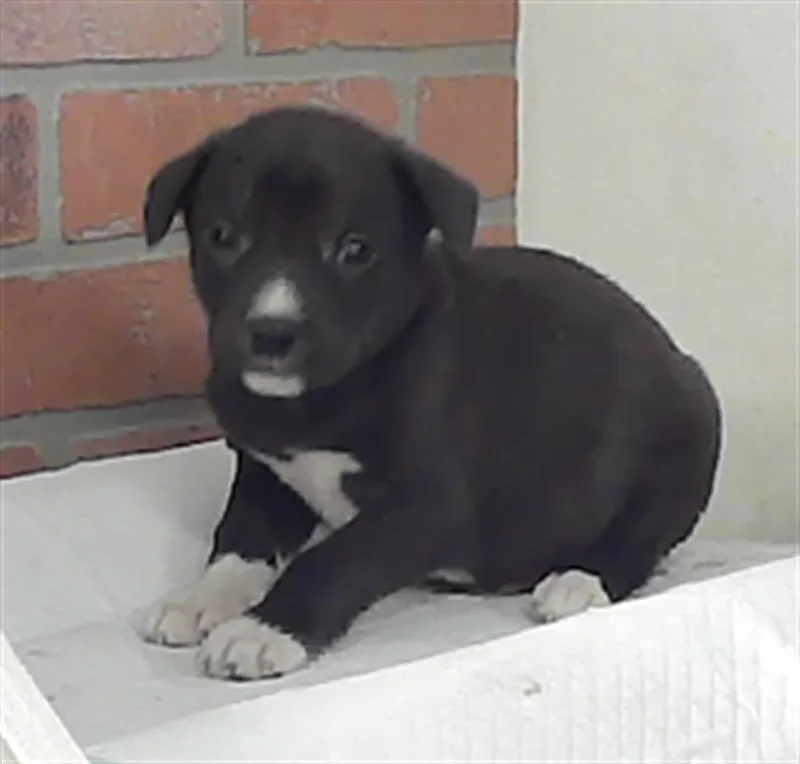 A baby small-sized male Labrador Retriever dog named Dean for adoption in Houston, TX