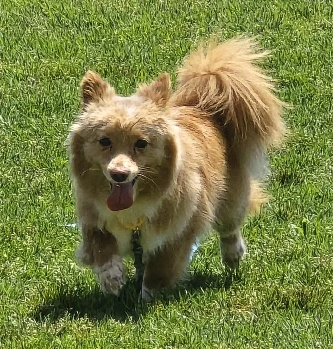 An adult small-sized male Pomeranian dog named Cheddar for adoption in DANVERS, MA