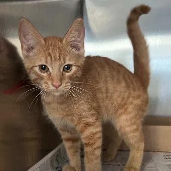 A baby small-sized male Orange / Red Domestic Short Hair cat named Quinn for adoption in Buffalo, MN