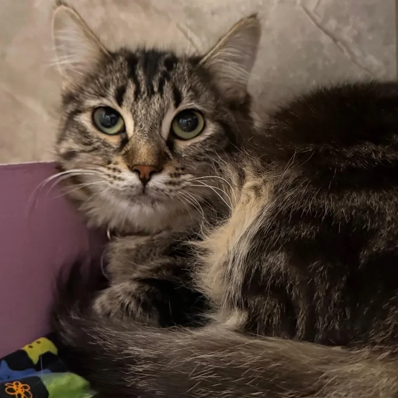 A baby small-sized female Brown / Chocolate Domestic Short Hair cat named Lola Bunny for adoption in Tucson, AZ