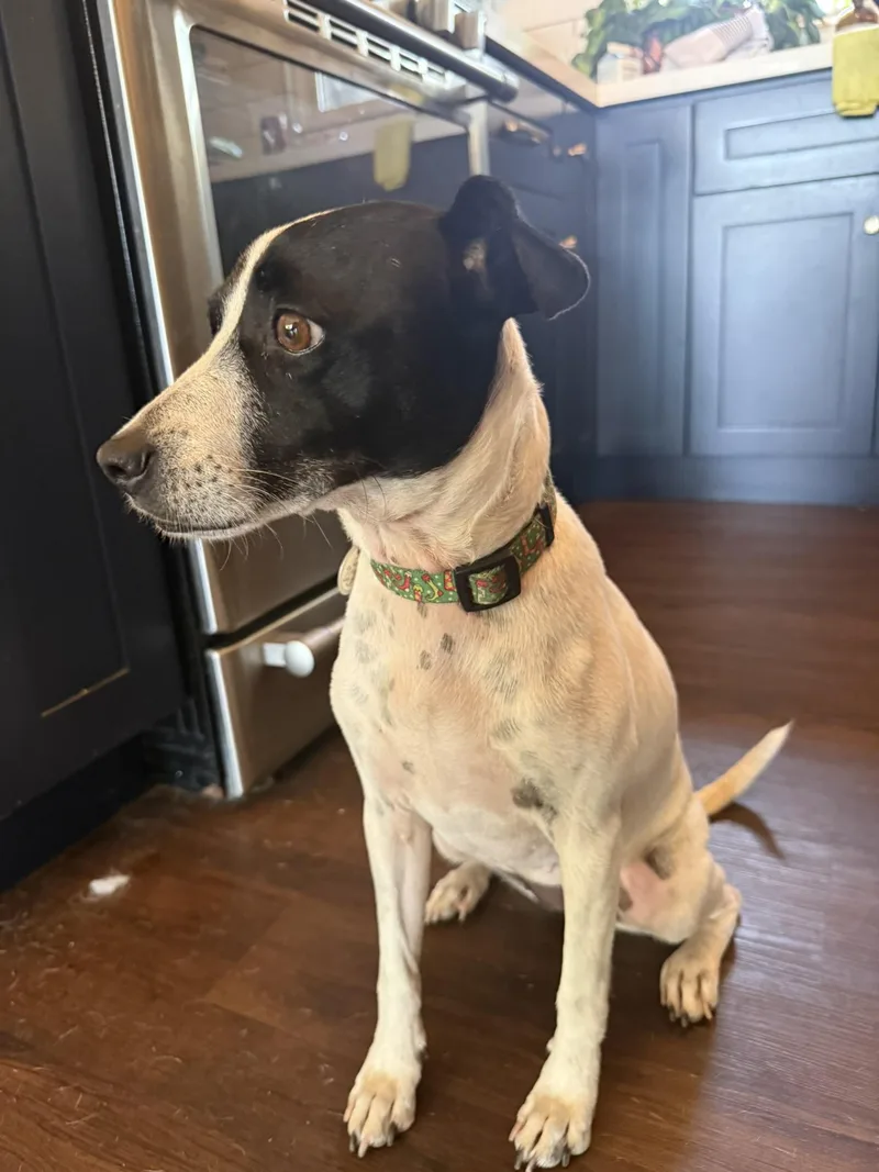 An adult small-sized female Terrier dog named Lucy for adoption in San Diego, CA