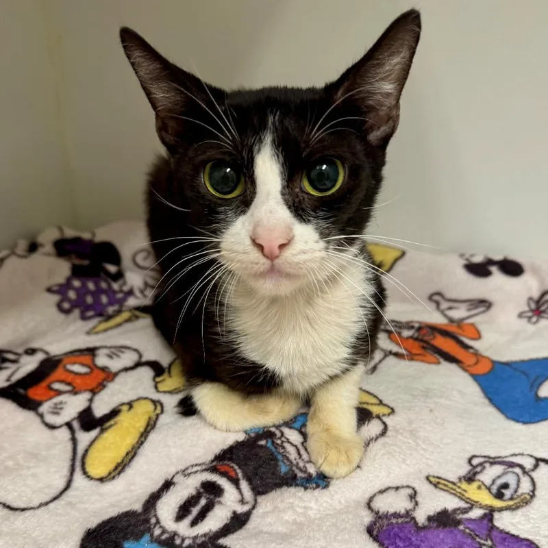 An adult medium-sized female Black Domestic Short Hair cat named Barbie for adoption in Long Beach, CA