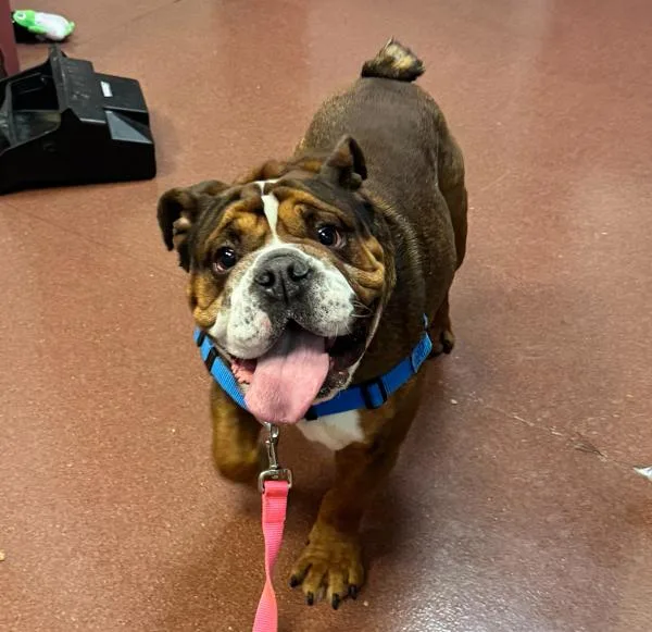 An adult medium-sized male English Bulldog dog named Pudge for adoption in Dublin, CA