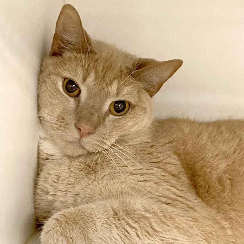 An adult large-sized male Cream / Ivory Domestic Short Hair cat named Hugh for adoption in Dover, NH