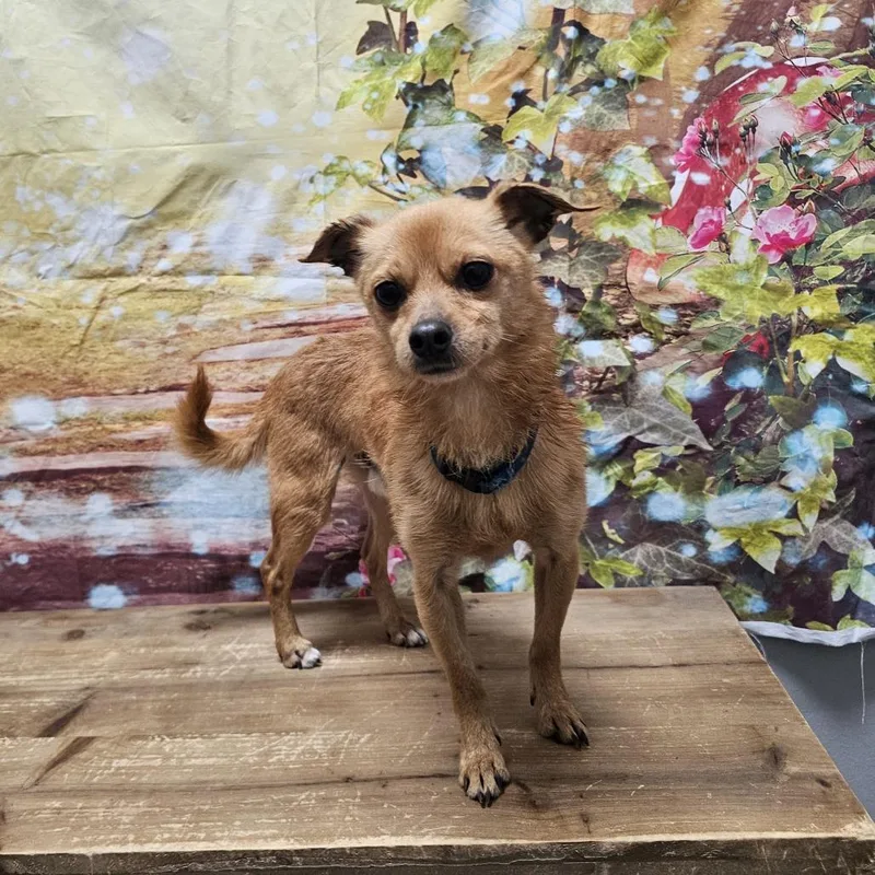 An adult small-sized male Yellow / Tan / Blond / Fawn Chihuahua dog named Wiley for adoption in Normal, IL