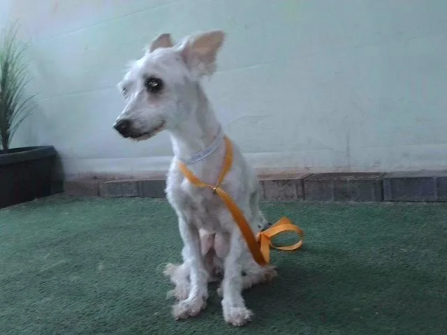 A senior small-sized female West Highland White Terrier / Westie dog named Maggie for adoption in Baldwin Park, CA