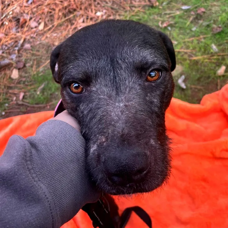 Licorice thumbnail 3