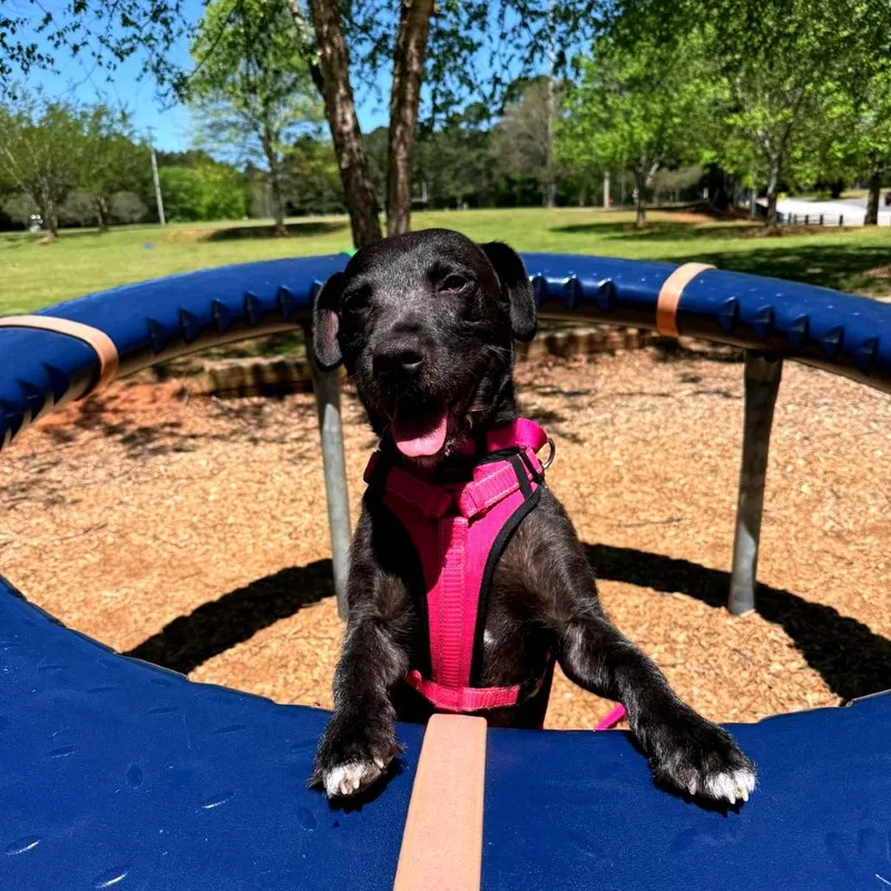 Licorice thumbnail 4