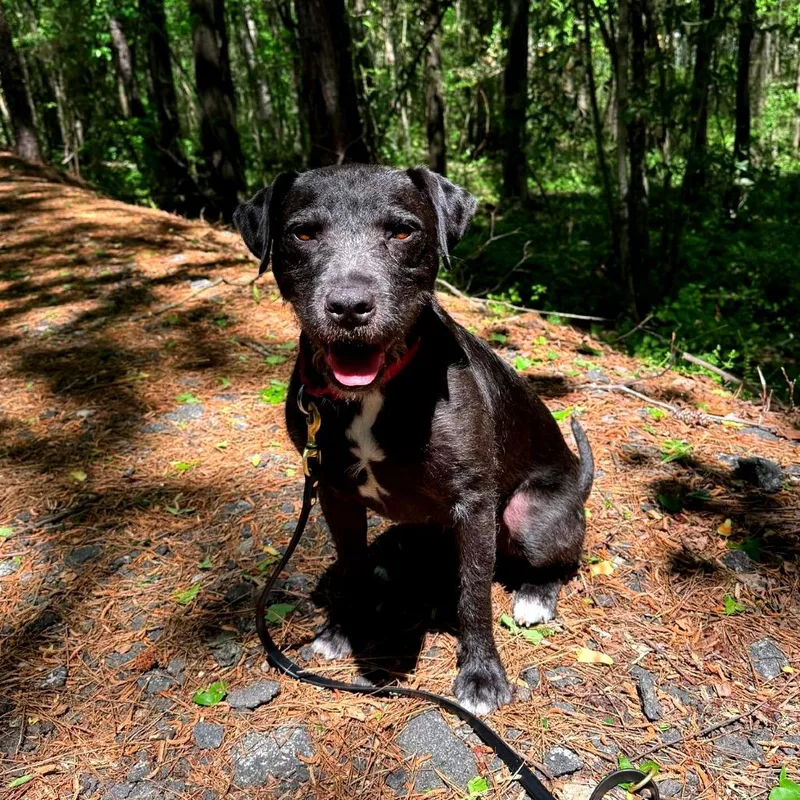 Licorice thumbnail 6