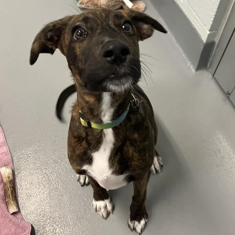 A baby medium-sized male Brindle Mixed Breed dog named Mascot for adoption in Naples, FL