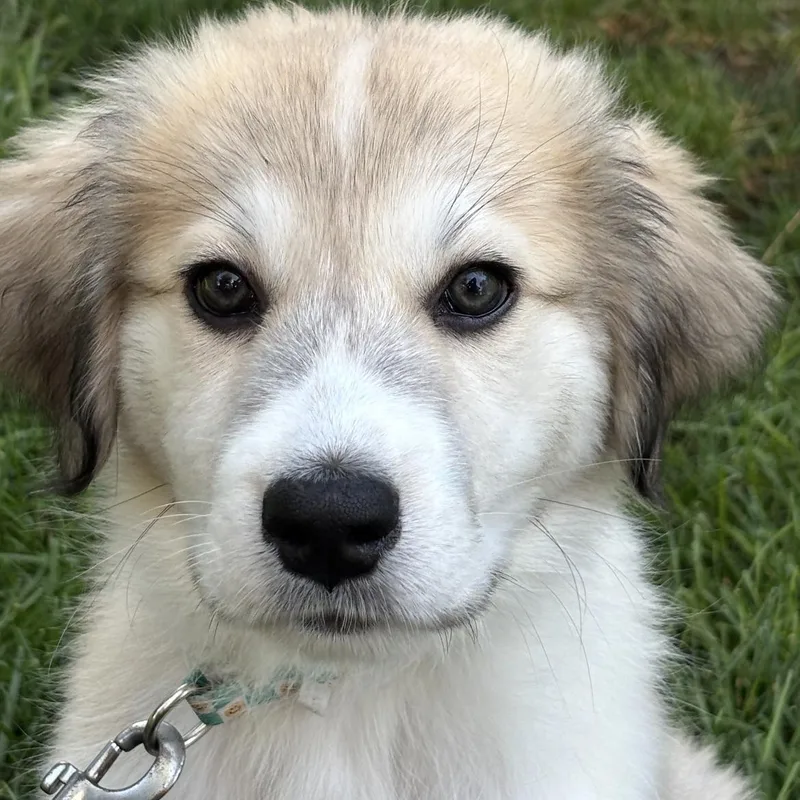 A baby large-sized male Great Pyrenees dog named Frank for adoption in South Plainfield, NJ