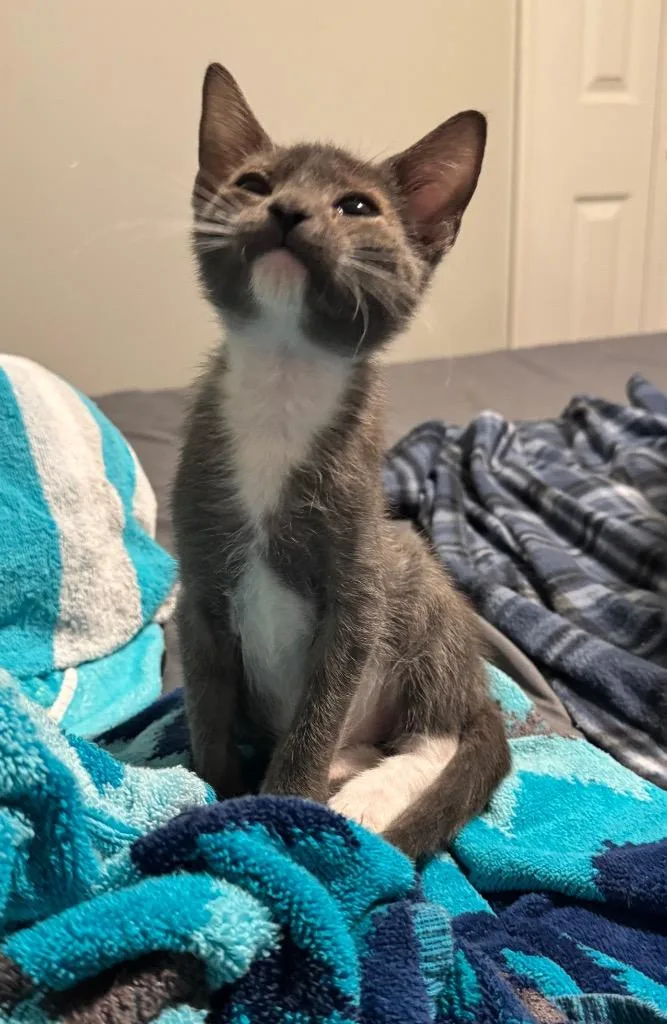 A baby small-sized male Domestic Short Hair cat named Kumo for adoption in Newnan, GA