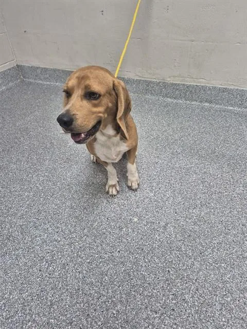 An adult medium-sized male Beagle dog named A for adoption in Pasadena, TX