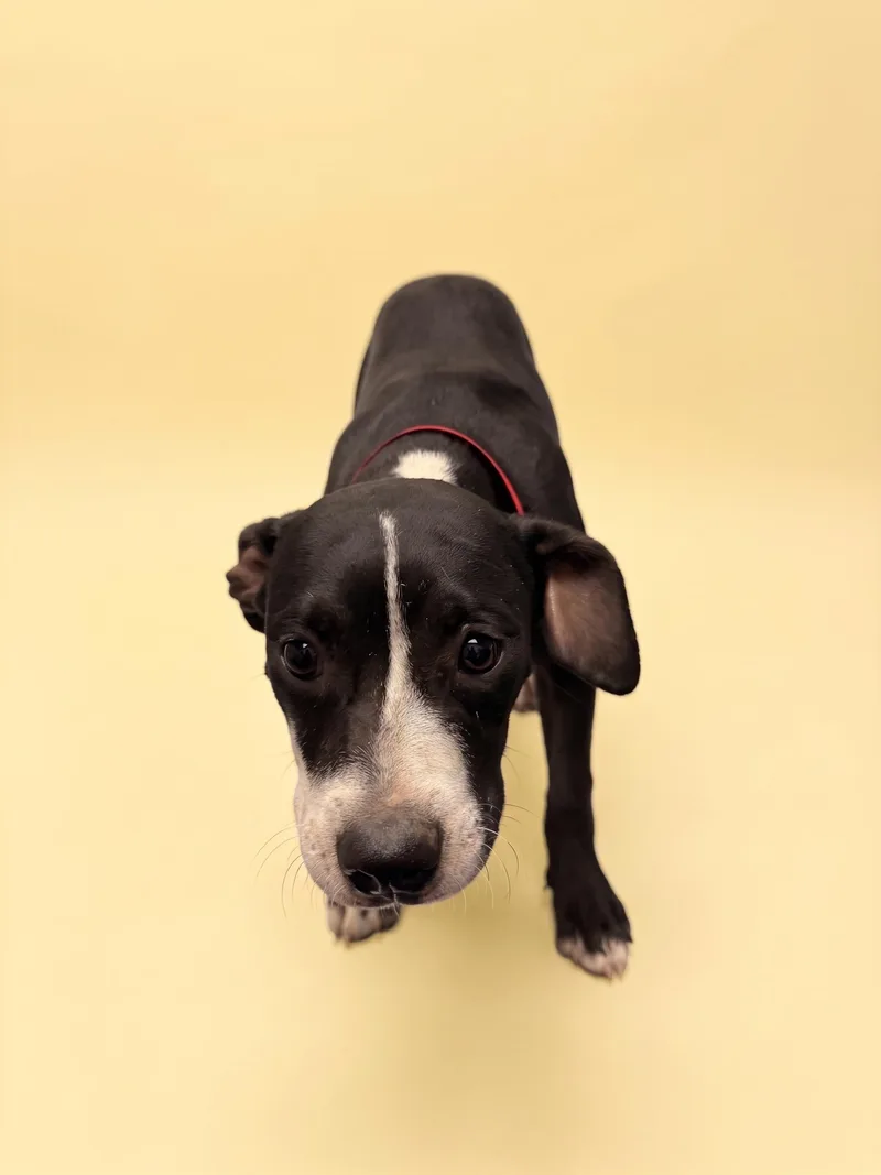 A baby medium-sized female Pit Bull Terrier dog named Dolly for adoption in Los Angeles, CA