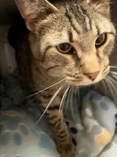 An adult medium-sized female Tabby (Brown / Chocolate) Domestic Short Hair cat named Palmer for adoption in Mason City, IA