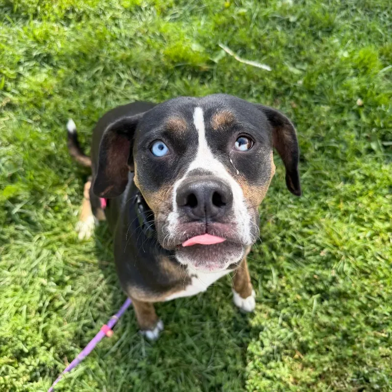 An adult medium-sized female Mixed Breed dog named Windy for adoption in Deerfield, IL