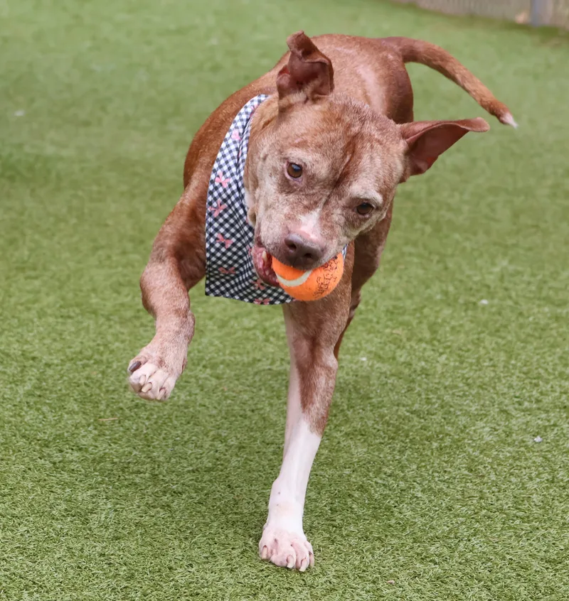 A senior medium-sized female Mixed Breed dog named Chili for adoption in Athens, GA