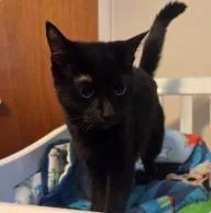 An adult medium-sized female Domestic Short Hair cat named Mocha for adoption in West Chester, PA
