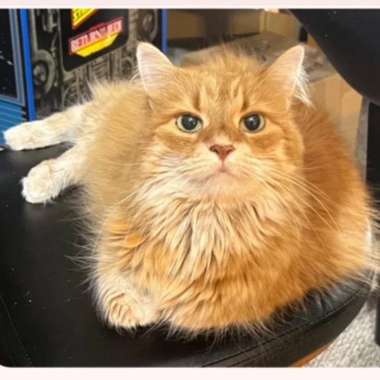 A senior medium-sized female Orange / Red Domestic Long Hair cat named Tiger for adoption in Lake City, MN