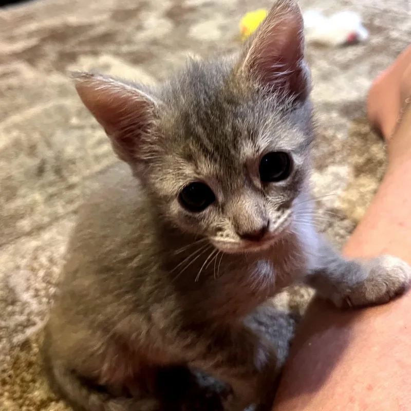 A baby medium-sized female Tabby (Gray / Blue / Silver) Domestic Short Hair cat named Glimmer for adoption in Bulverde, TX