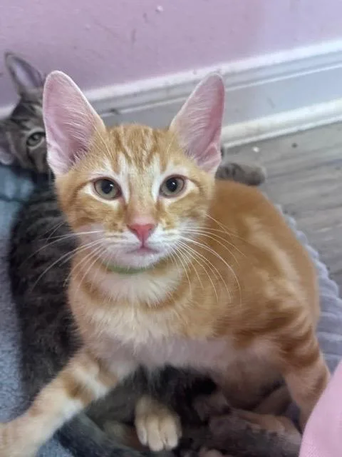 A baby medium-sized male Domestic Short Hair cat named Rocket Propelled Grenade for adoption in San Antonio, TX