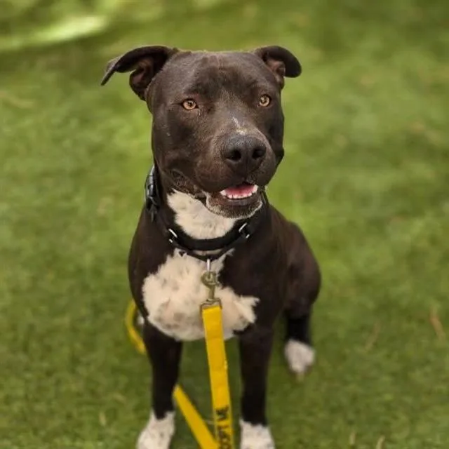 A young large-sized male Pit Bull Terrier dog named Knickยทknack for adoption in Las Vegas, NV