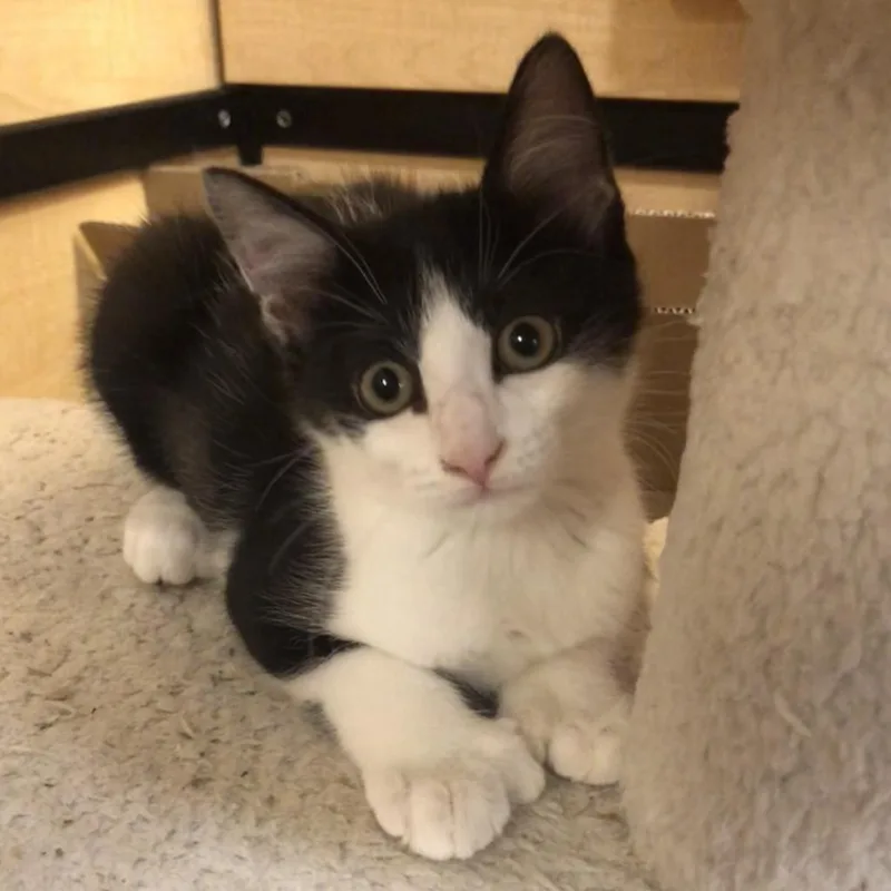 An adult medium-sized female White Domestic Medium Hair cat named Fanta for adoption in Kyle, TX