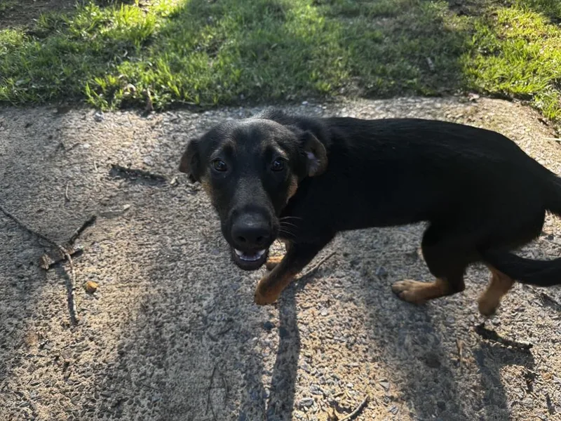A baby medium-sized male Black Labrador Retriever dog named Cole Fortnite for adoption in Boston, MA
