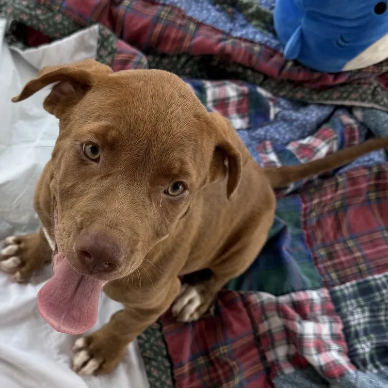 A baby medium-sized female Yellow / Tan / Blond / Fawn Mixed Breed dog named Velma for adoption in Bentonville, AR