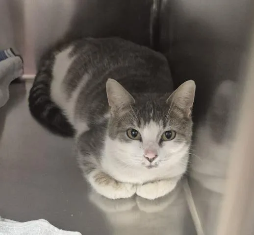 A young medium-sized female Domestic Short Hair cat named Megan for adoption in Decatur, IL