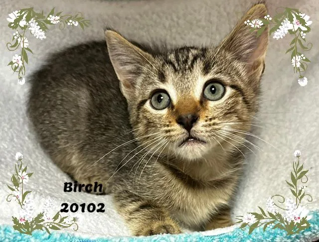 A baby small-sized female Tabby (Buff / Tan / Fawn) Domestic Short Hair cat named Birch for adoption in Marietta, GA