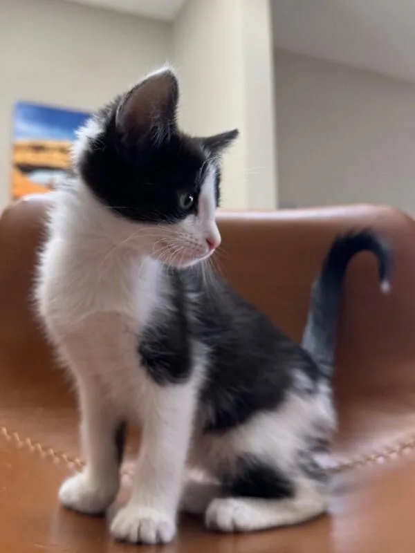 A young medium-sized male Black Domestic Short Hair cat named Carrot for adoption in Fort Collins, CO