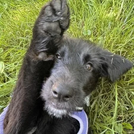 A baby large-sized female Newfoundland Dog dog named Irene for adoption in Palatine, IL