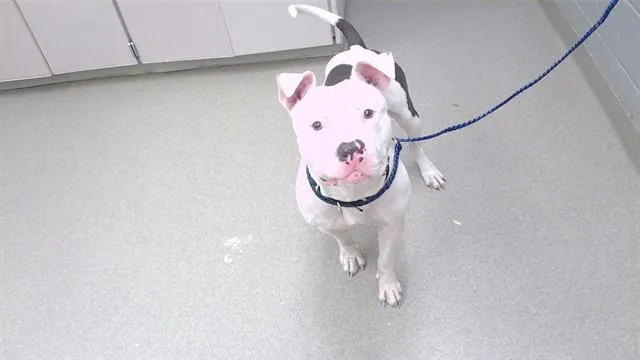 An adult medium-sized male Boxer dog named Tundra for adoption in Omaha, NE