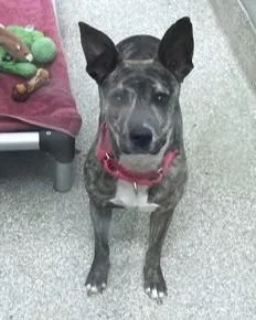 An adult medium-sized female Pit Bull Terrier dog named Pumpernickel for adoption in Washington, DC