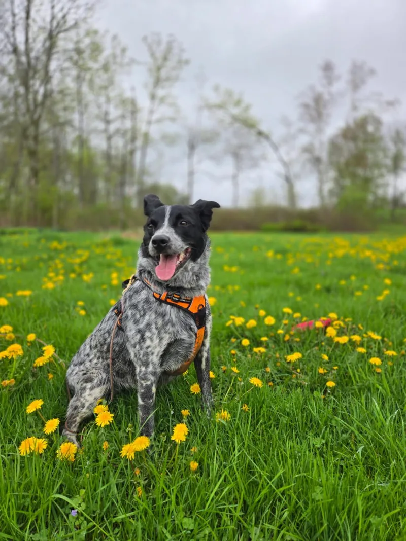 A young medium-sized female Australian Cattle Dog / Blue Heeler dog named Dapple for adoption in Milford, NY