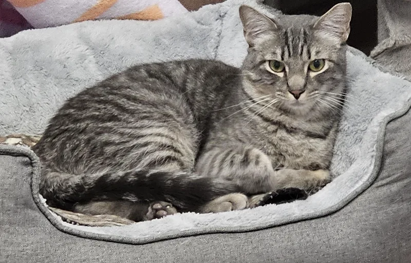 Finn