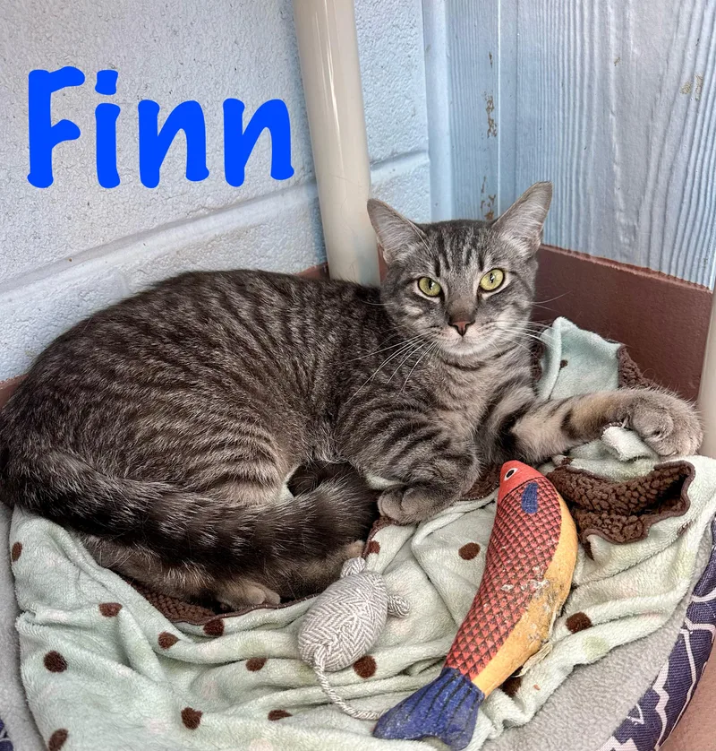 Finn thumbnail 4