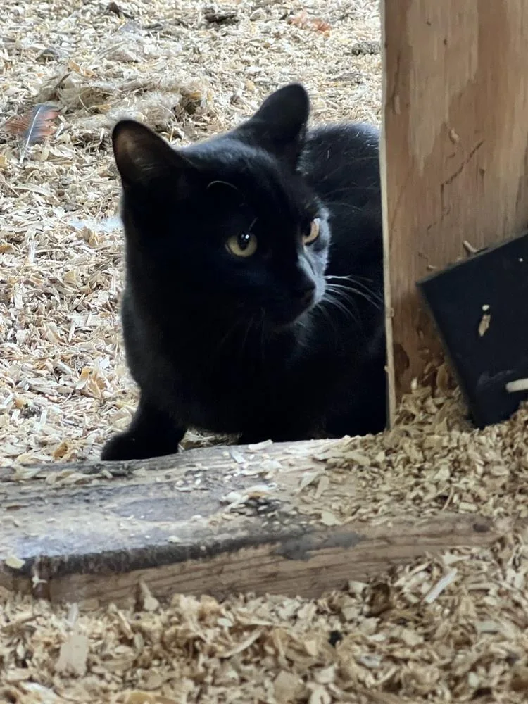 A baby medium-sized female Black Domestic Short Hair cat named Scout for adoption in Clinton Township, MI