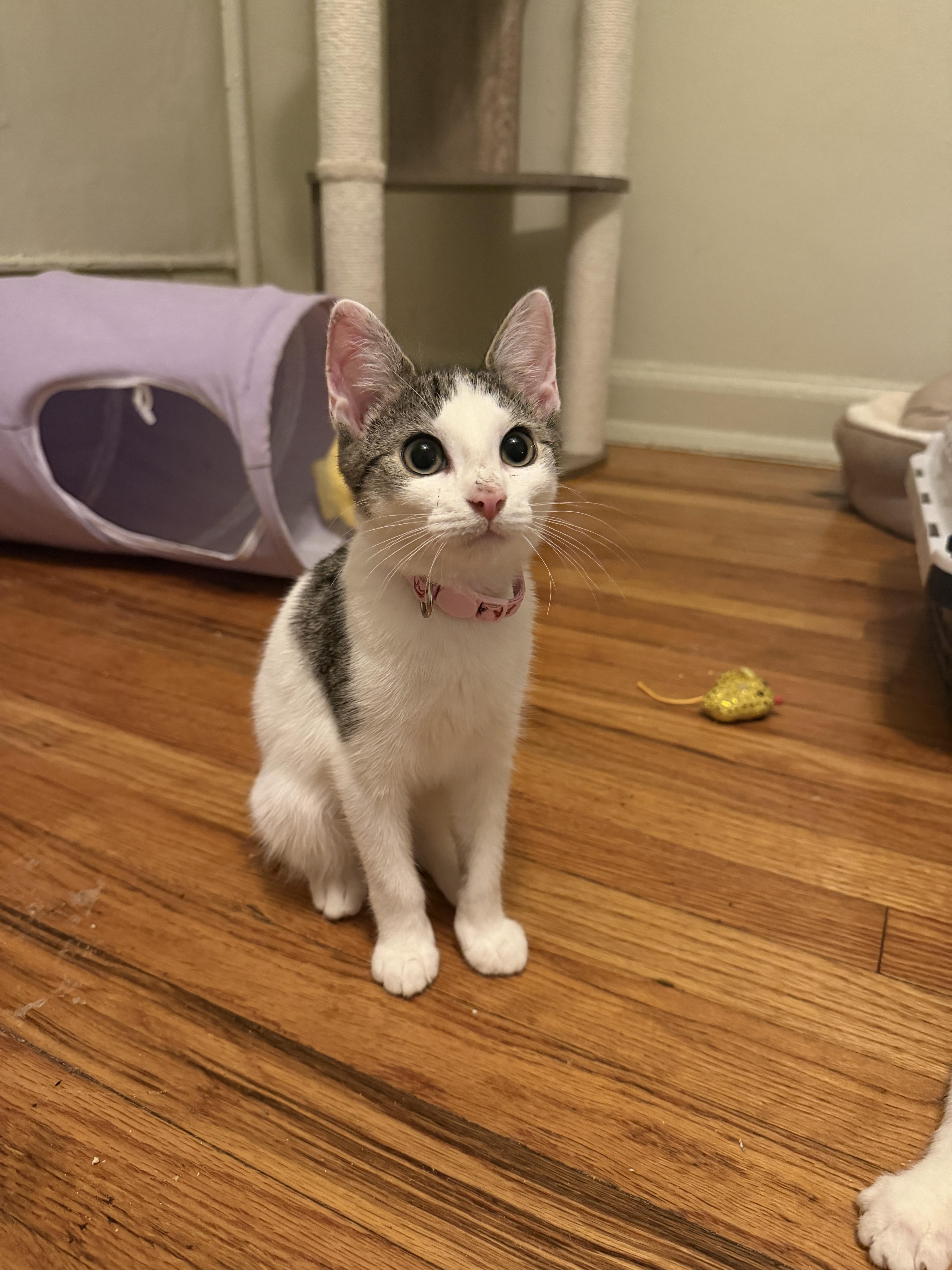 A baby medium-sized female Tabby (Brown / Chocolate) Tabby cat named Molly for adoption in New York, NY