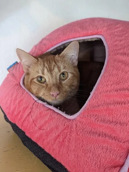 An adult small-sized male Domestic Short Hair cat named Thor for adoption in Houston, TX
