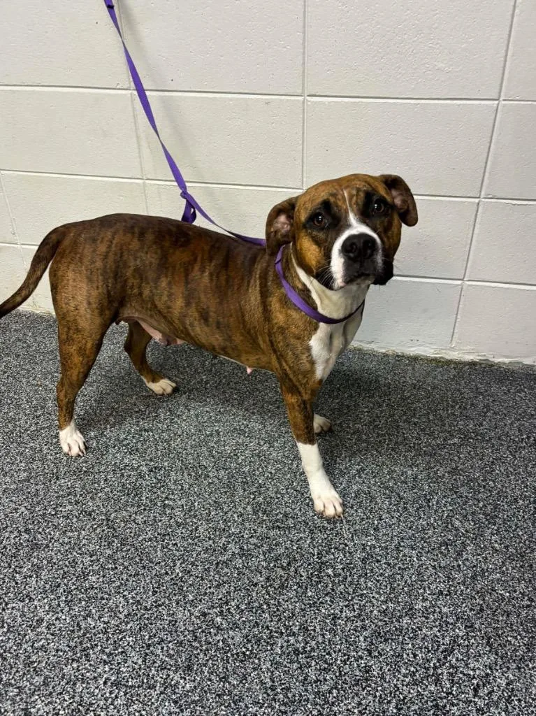 A young large-sized female Mixed Breed dog named D Brii for adoption in Tifton, GA