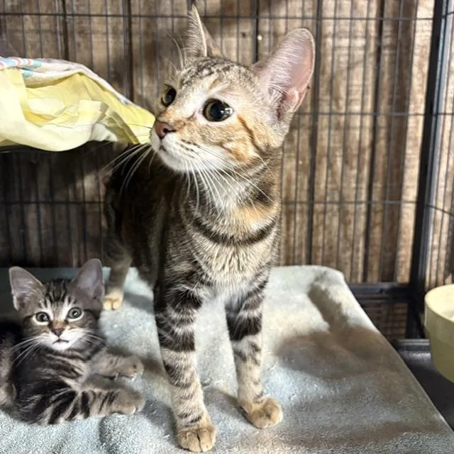 An adult medium-sized female Tabby (Brown / Chocolate) Tabby cat named Cleo for adoption in Porter, TX