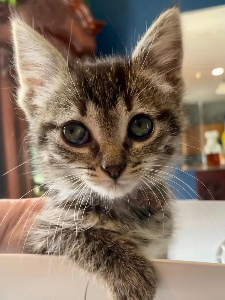 A baby small-sized female Domestic Short Hair cat named Margo for adoption in Newaygo, MI